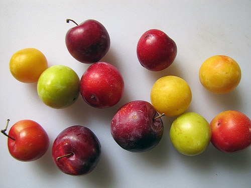Erik nedir ne demektir? Anlamı Laf Sözlük
