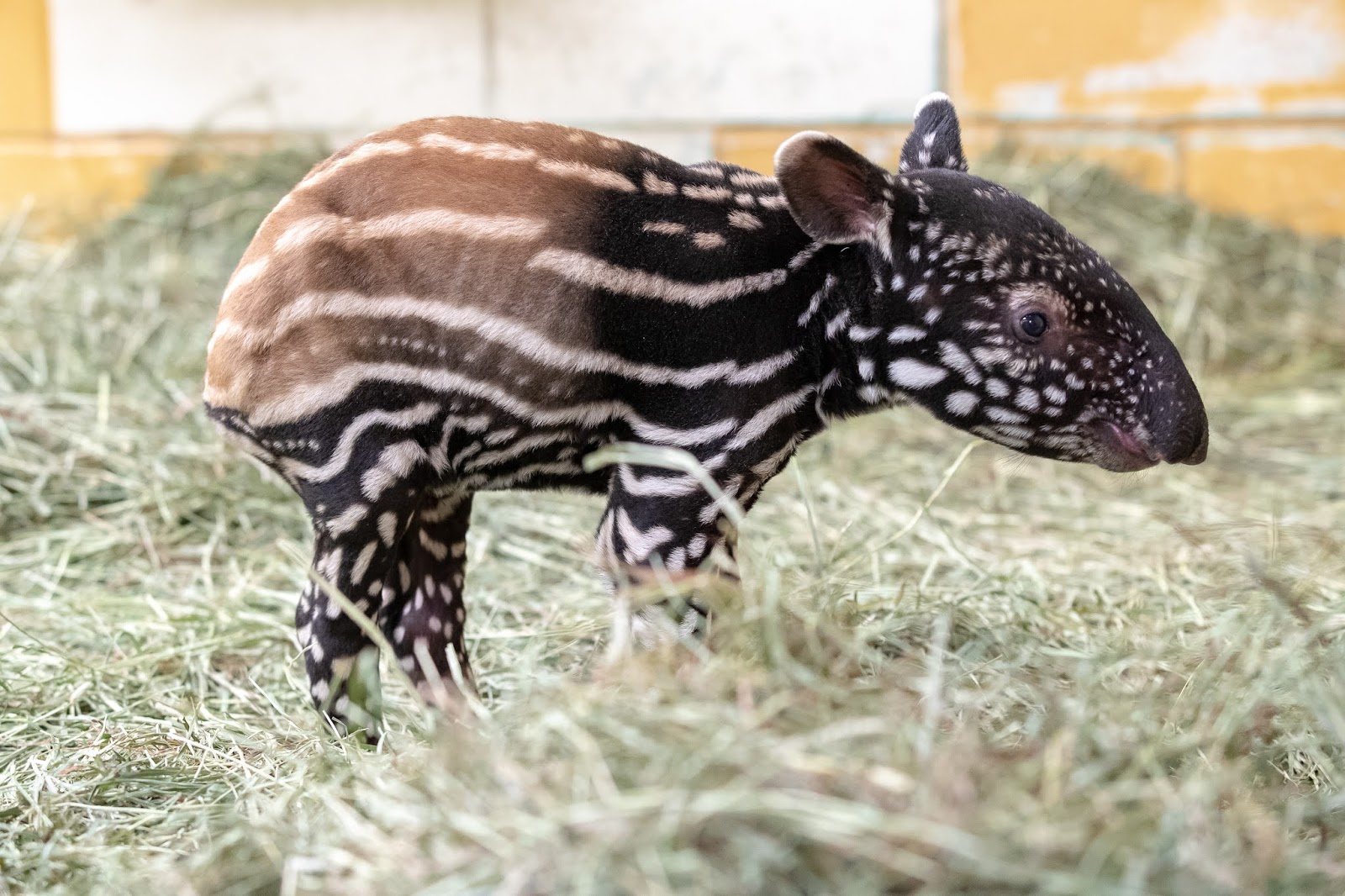 Ulan gave birth June 10! Tapir calf is healthy, strong and totally adorable.