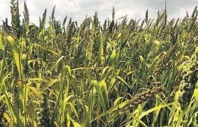 குதிரைவாலி அரிசி மருத்துவ பயன்கள் குதிரைவாலி அரிசி மருத்துவ குணங்கள்