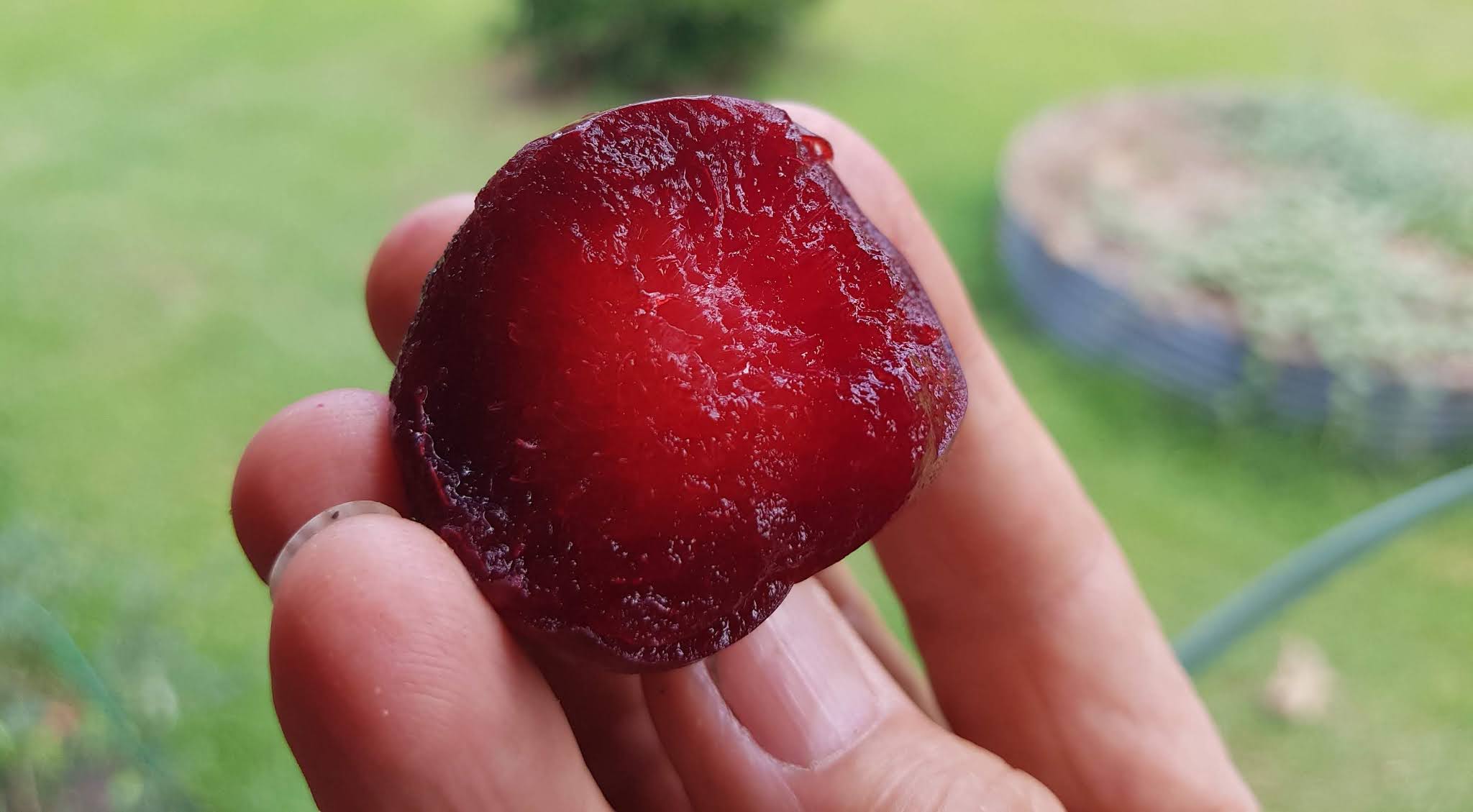 Daleys Fruit Tree Blog Backyard Chill Hours for fruit trees