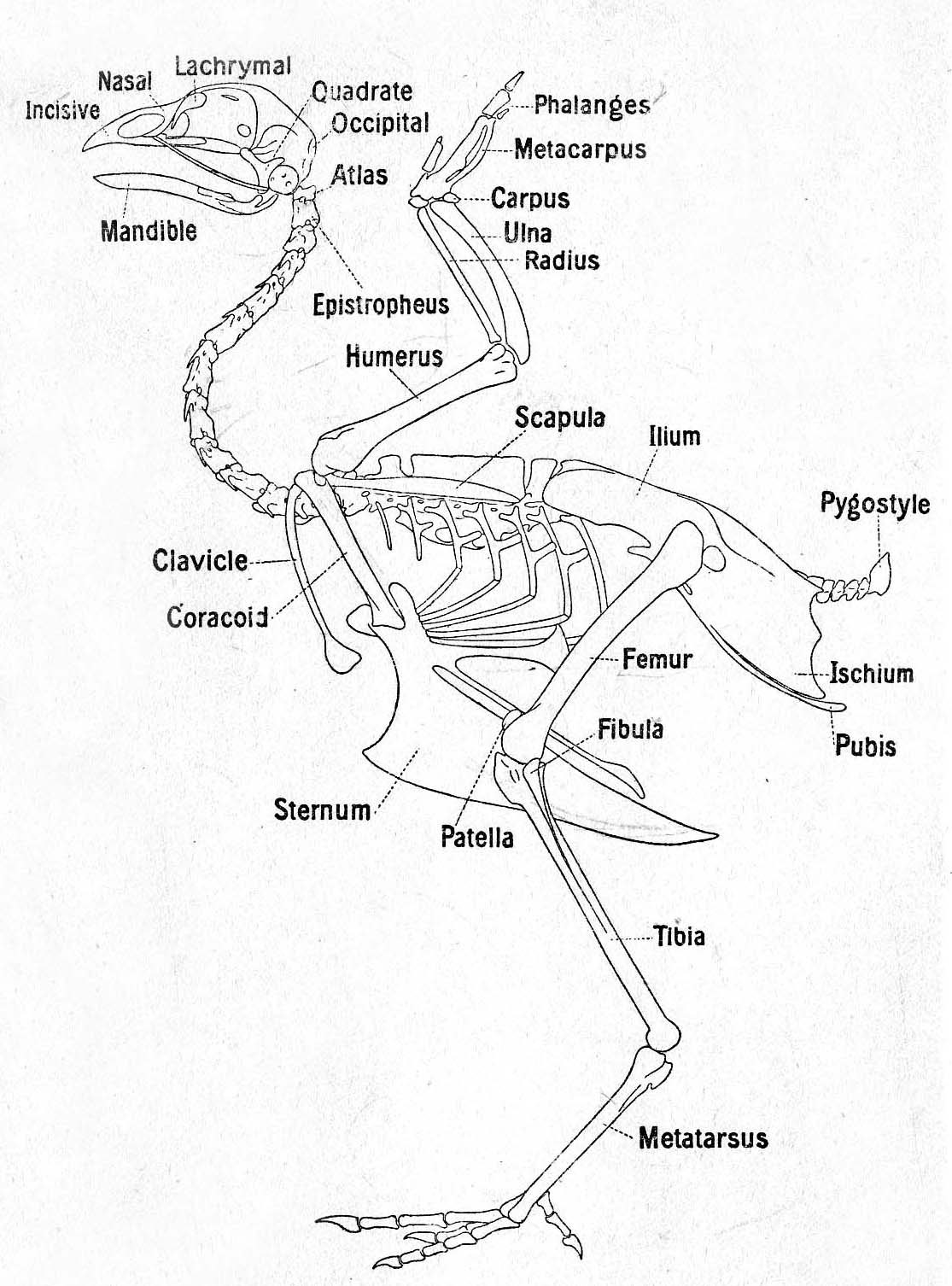 Anatomi Ayam