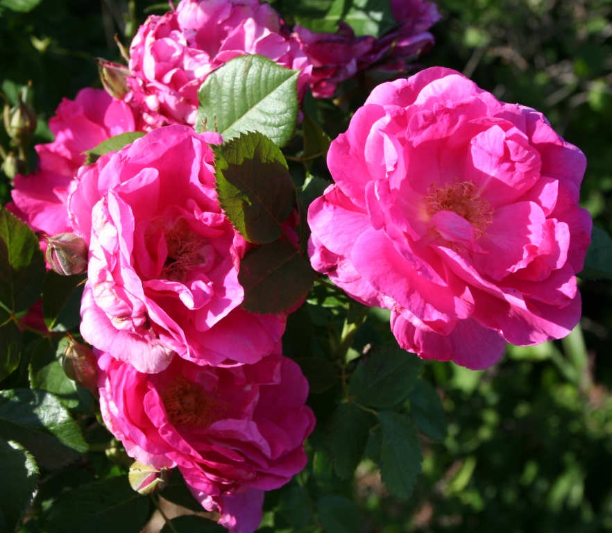 Garden Musings: Morden Centennial