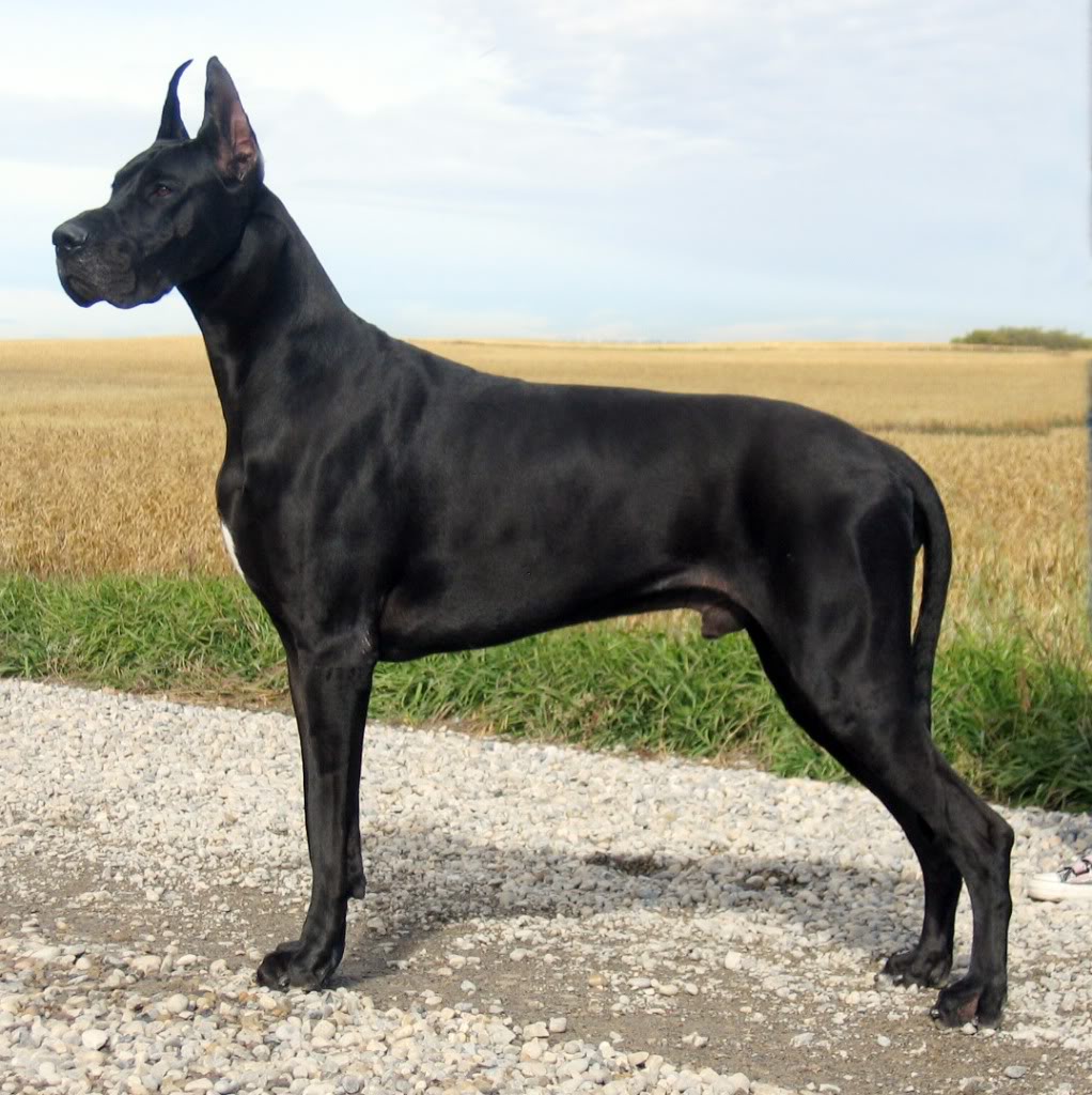 Great Dane Pictures 86