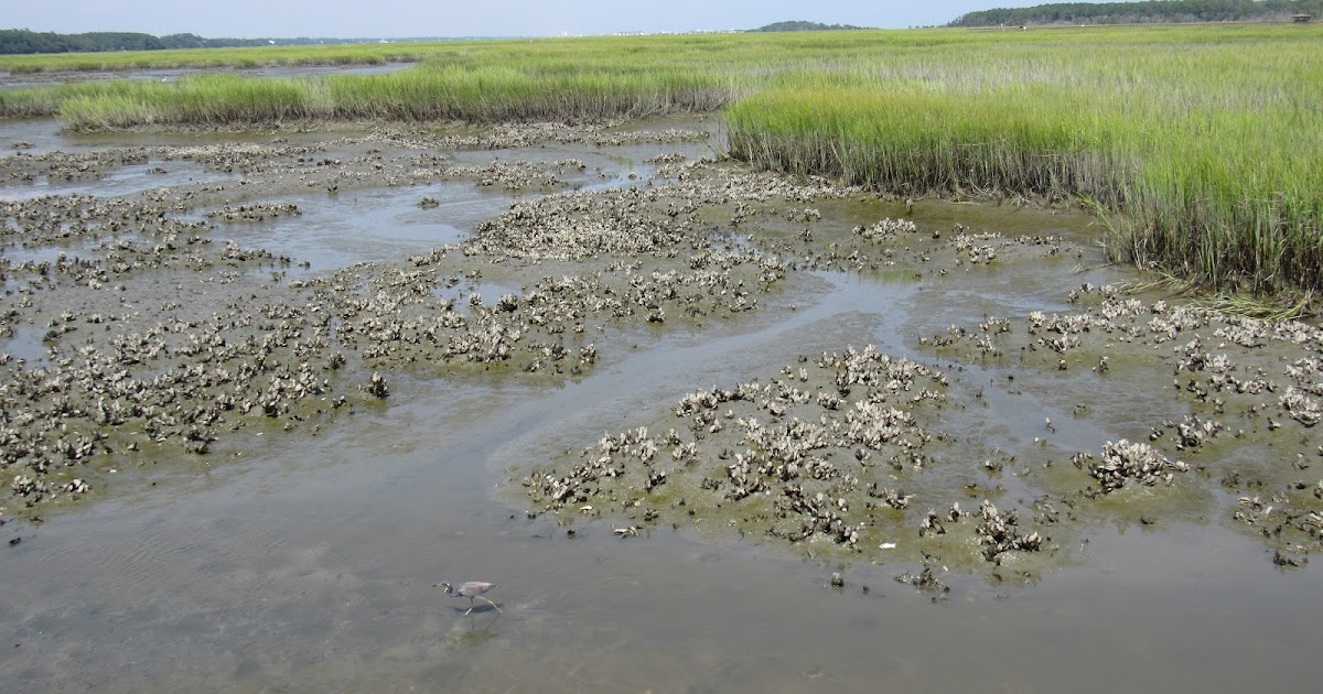 Exploring New Places South Carolina's Salt Marshes and Tidal Creeks