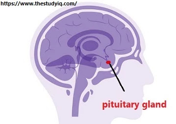 What-is-the-pituitary-gland-in-hindi