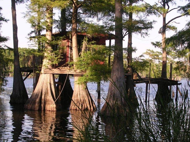 Сказочные кипарисы на озере Каддо в Техасе, США