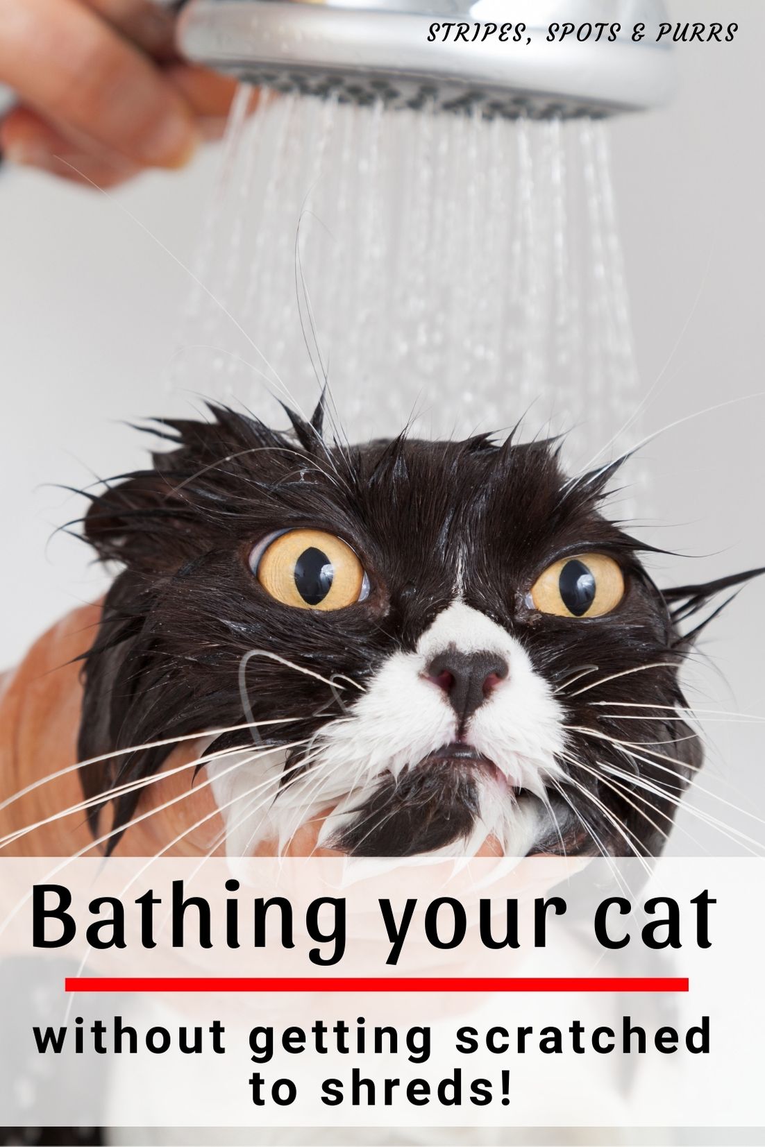 Bathing your cat without getting scratched to shreds! Stripes Spots