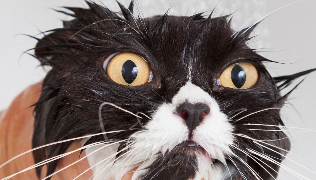 Bathing your cat without getting scratched to shreds! Stripes Spots and Purrs