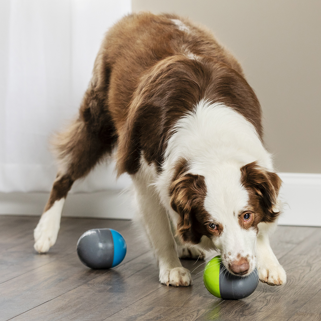 Top 20 Christmas Gifts for Aussie Dogs in 2019 Australian Dog Lover