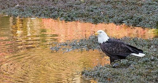 Endangered New Jersey: New Jersey Bald Eagle Population Thriving