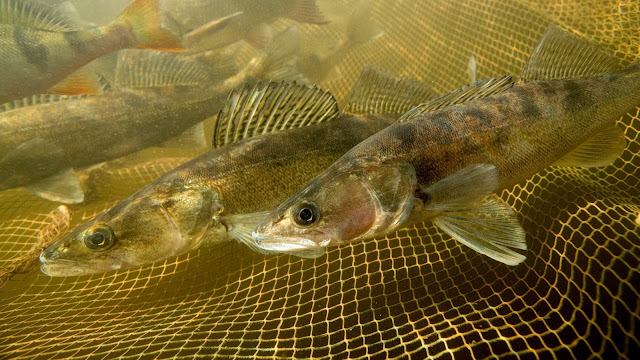 Kaloja verkon sisällä veden alla