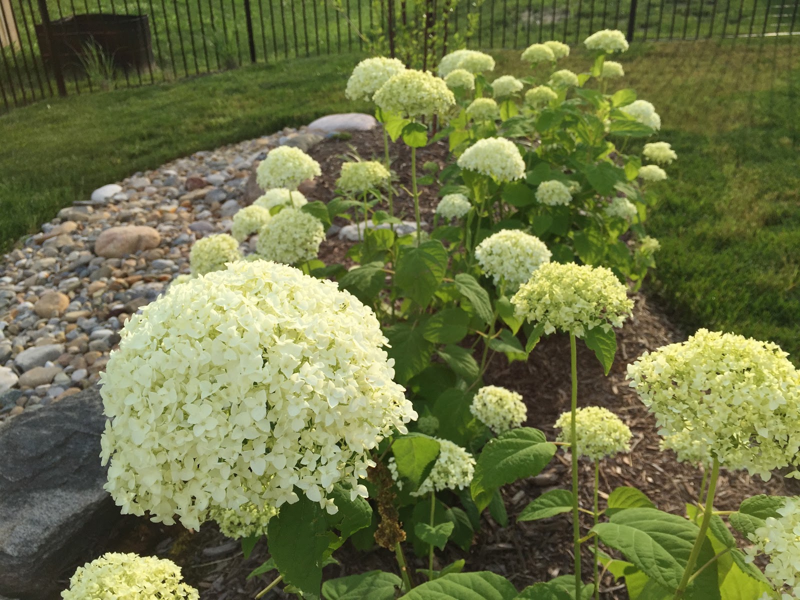 Heart And Hearth Hydrangea My Favourite Flower