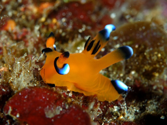 海の中の珍獣 かわいいウミウシたち6つ まるでピカチュウのよう N ミライノシテン