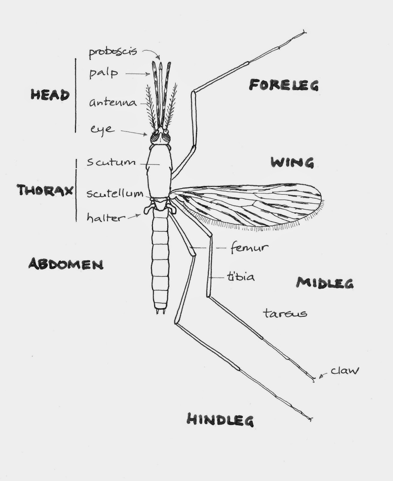 Графическая схема комар. Москит строение. Строение комара. Части тела комара. Анатомия комара.