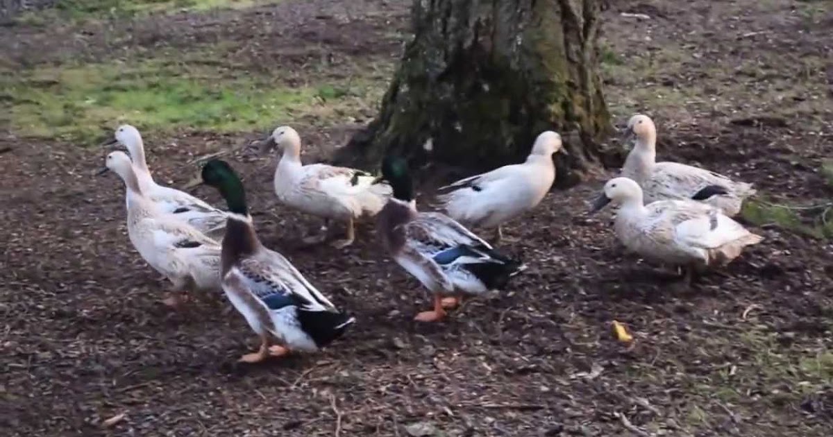 Welsh Harlequin Facts, Egg Production, Personality, Size, Lifespan