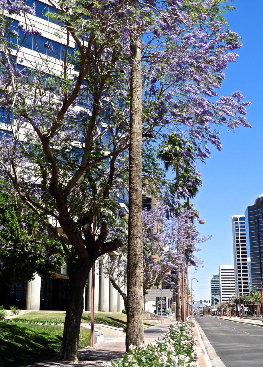 Phoenix Daily Photo Jacaranda's are Blooming