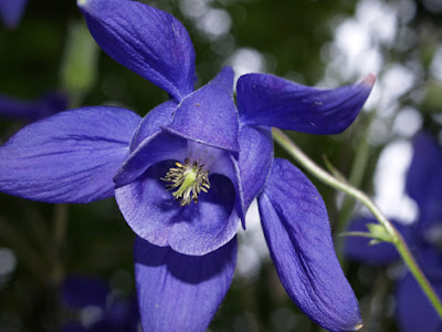 Flor azul de la aguileña (Aquilegia vulgaris)