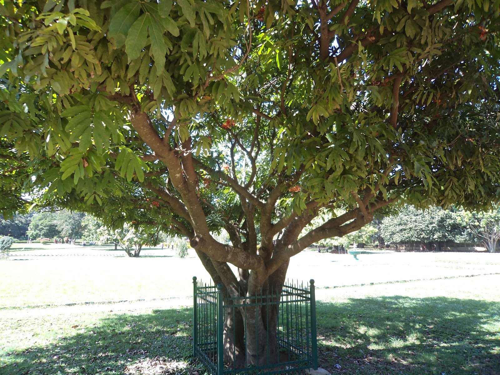 Sujataism Photo's of Asoka tree.