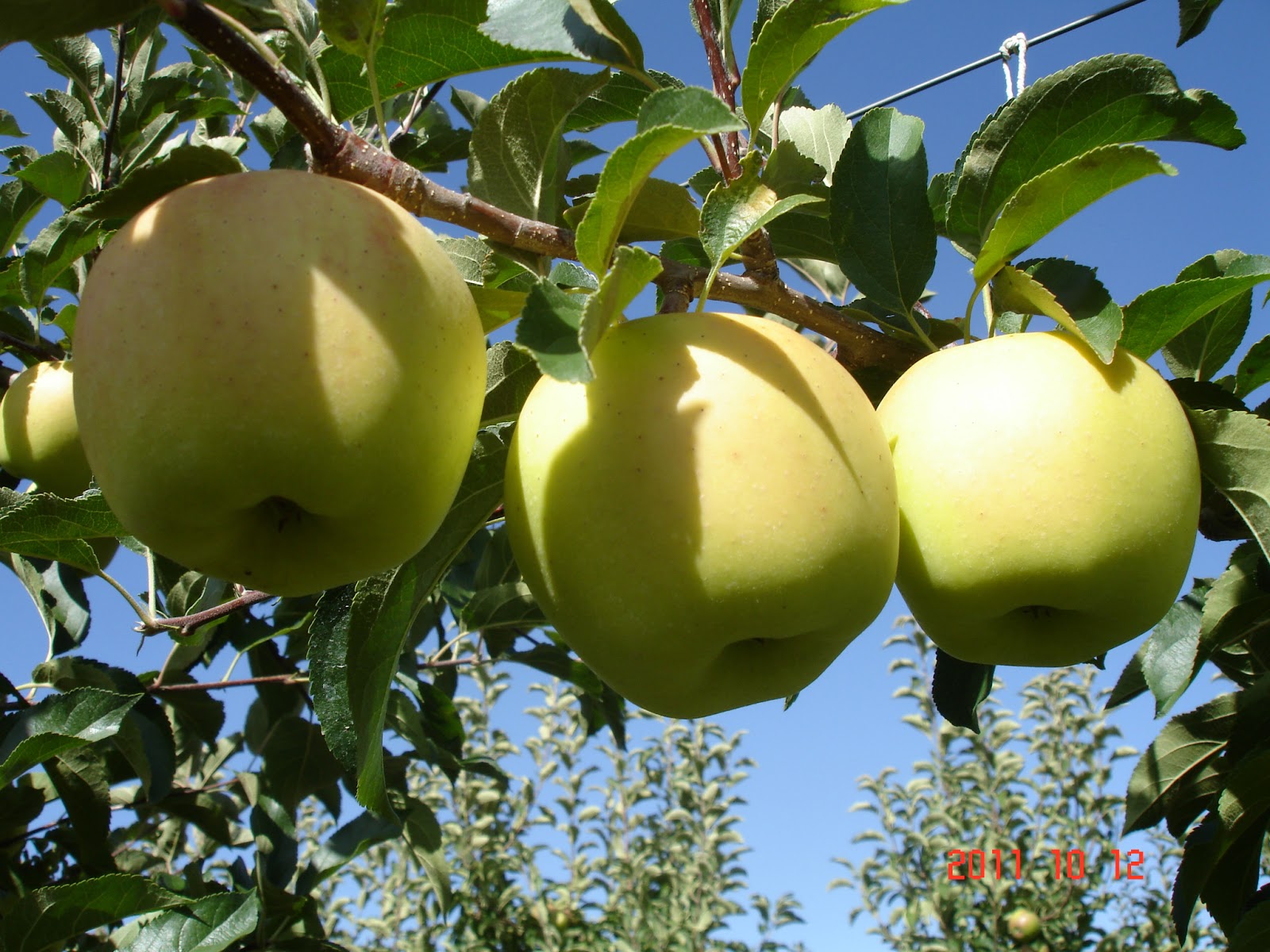 Фото яблони голден. Яблоки Голден Делишес. Голден Делишес сорта яблони. Сорт яблок Голден Делишес. Яблоня Голден Делишес (3 года).