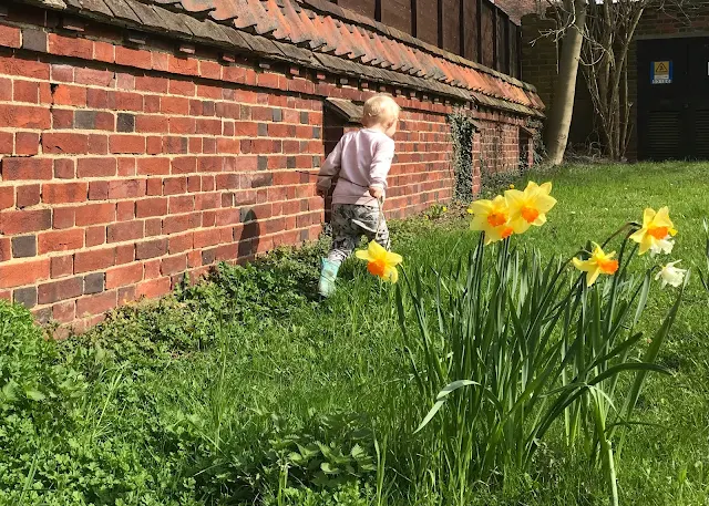 Daffodils in the foreground and a child running next to a red brick wall in the backgroun