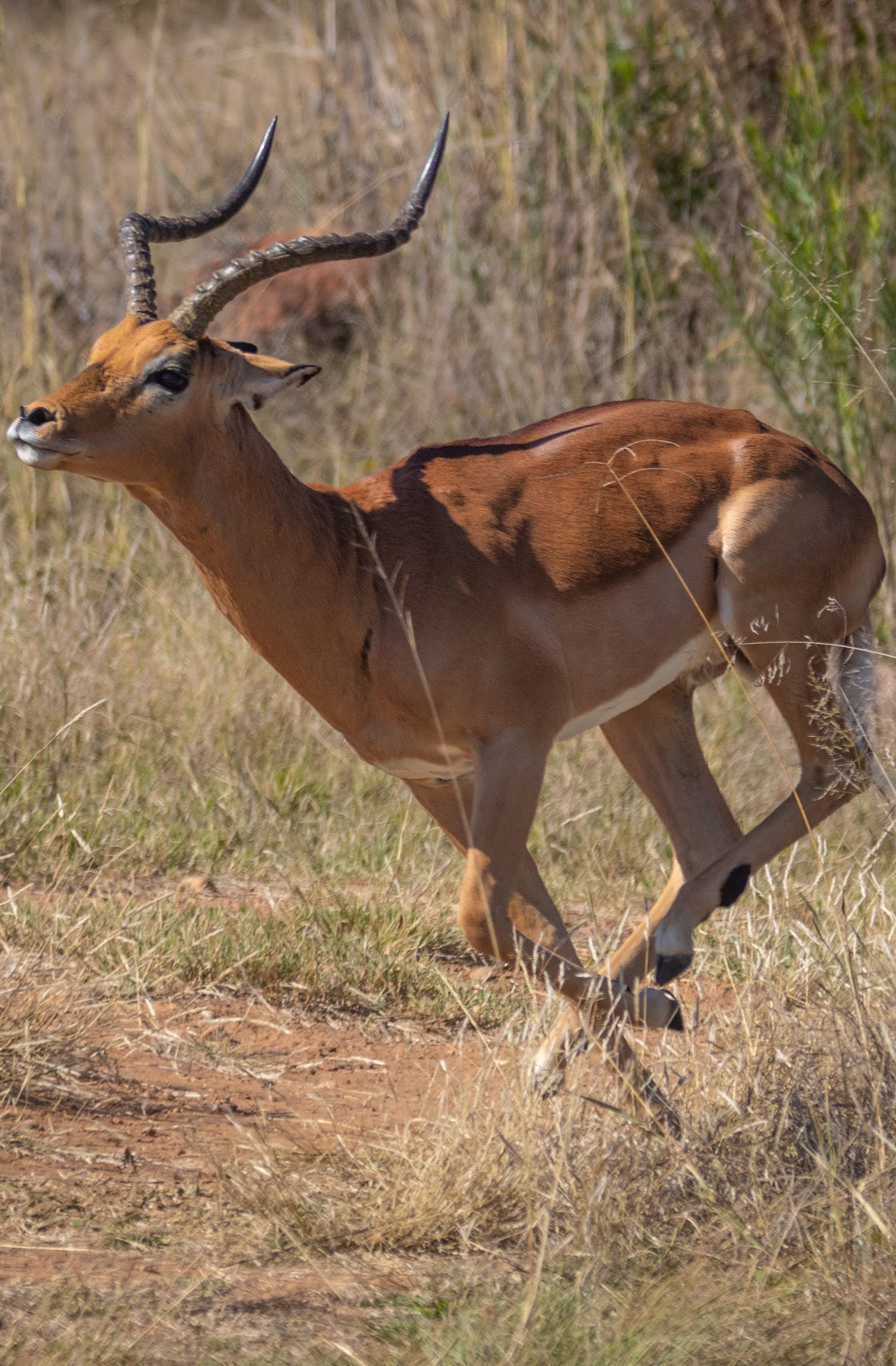 Gazelle running after sensing danger.