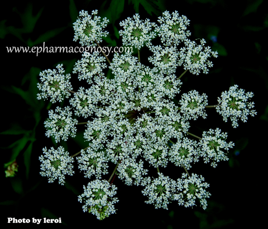 Angelica sinensis (Oliv.) Diels., Family (Apiaceae)
