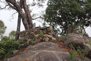 Photo of Among the Gaurs at Kotagiri 31/71 by Balachandra