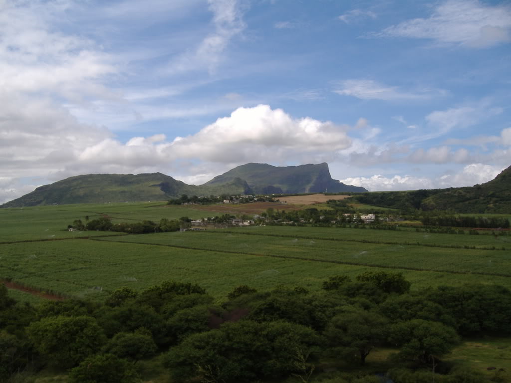 Day 28 Sugar cane Nearly Irish?