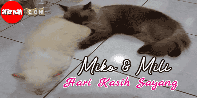 Hari Kasih Sayang Kucing Miko dan Mili