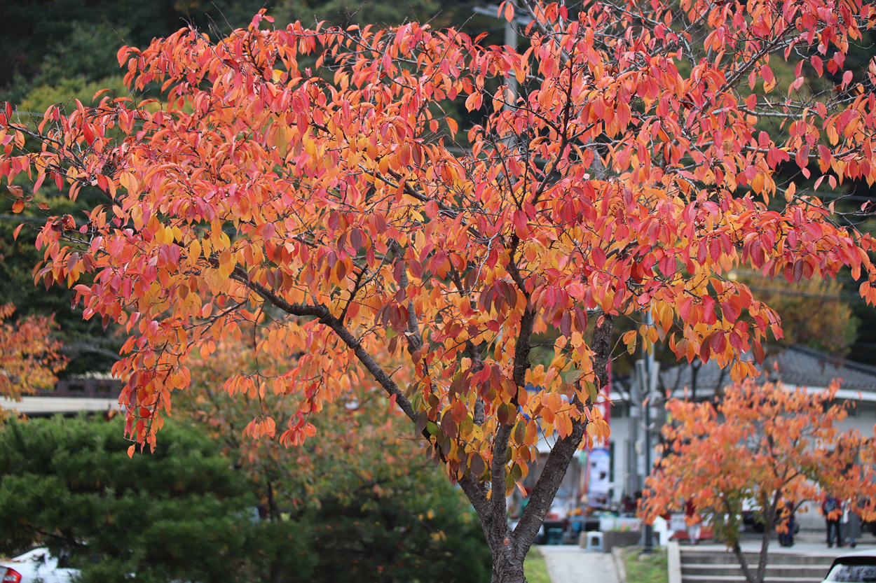 공주 태화산 마곡사
