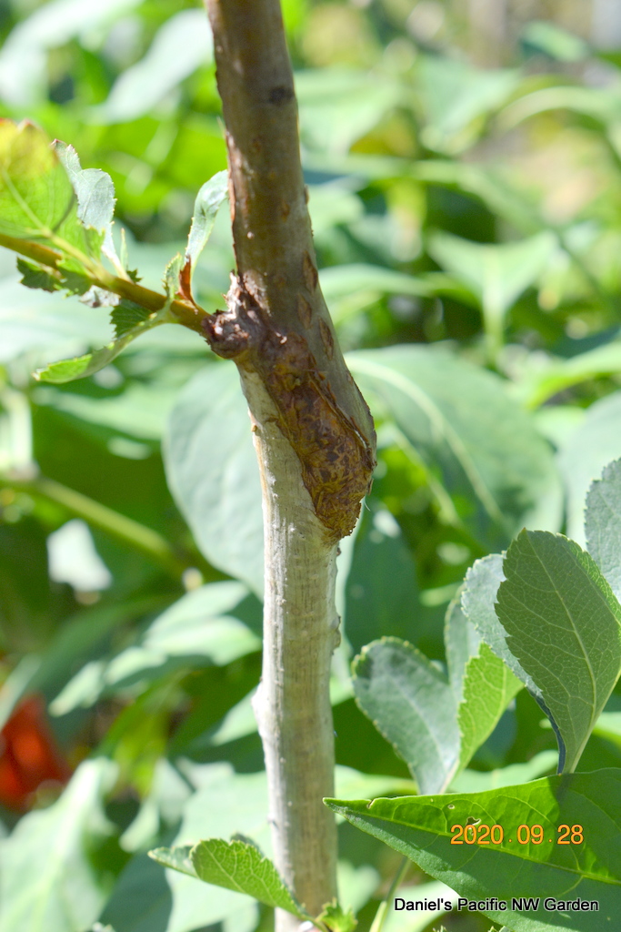 Pear graft on Chinese Haw understock