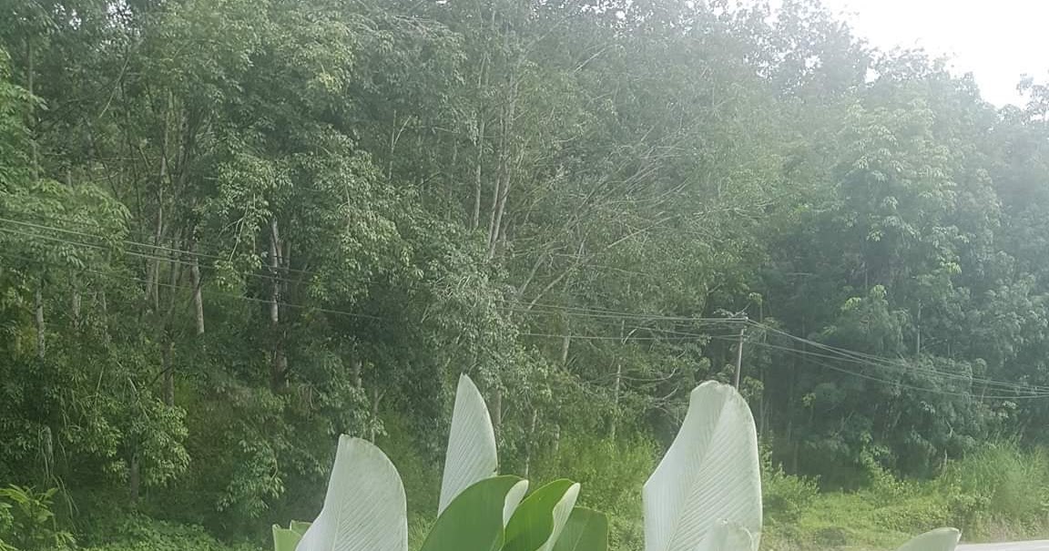 Nur Hafizah Sharudin's Blog: POKOK CALATHEA LUTHEA (POKOK DAUN LIRIK ...