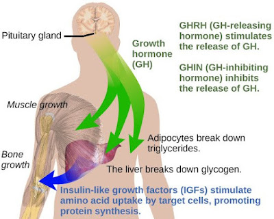 human growth hormone 