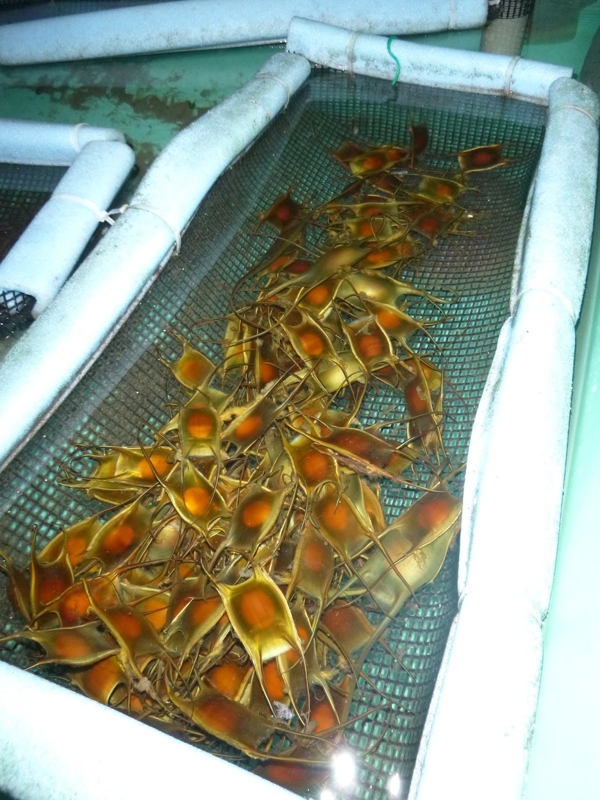 An Ocean Lover in Maine Disneyland for Marine Biologists (MBL's Marine