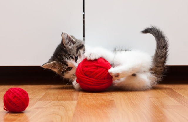 6 Dangerous Kitten Toys You Should Avoid