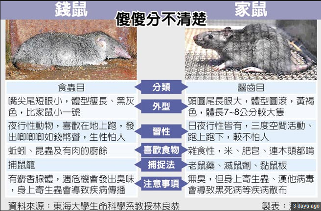 白鼻心，鼬獾 ，野鼠和錢鼠 台灣熱搜字眼