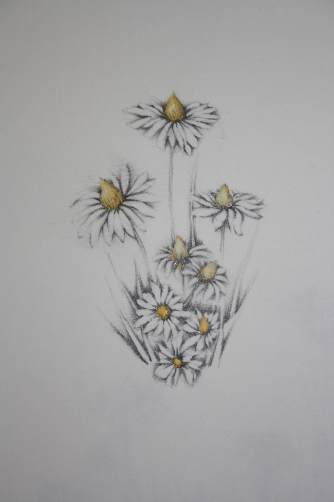 Flowers in progress: Drawings of My Daisies......