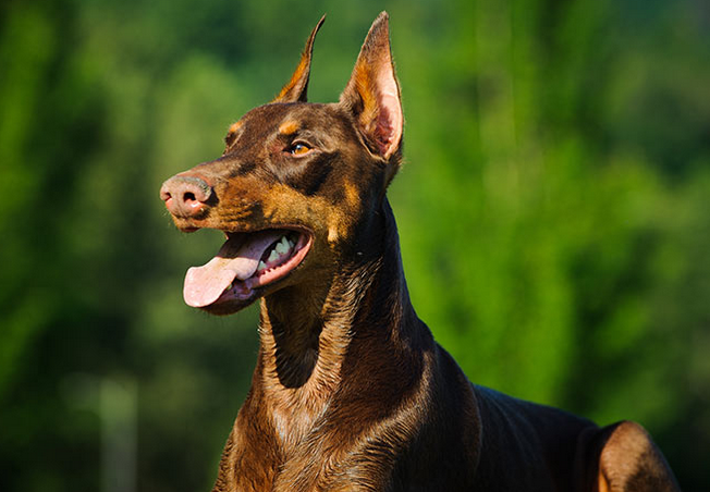 doberman dog online shopping