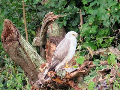 Birds in Uganda: Hen Harrier