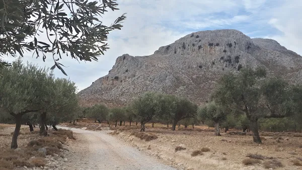 Huge hills and olive trees