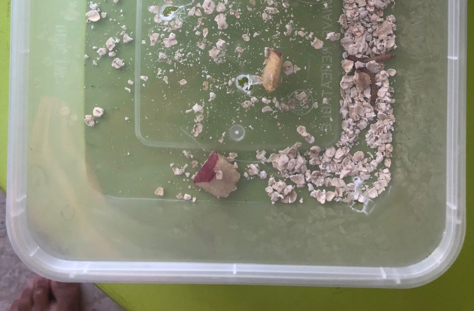 The Dead Rabbit's Lair Mealworms