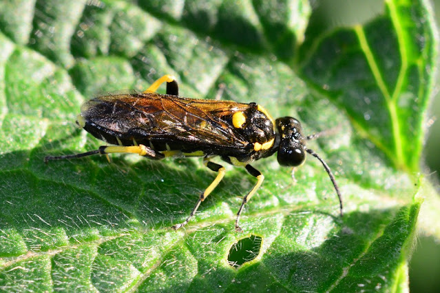 Macrophya crassula Macrophya crassula