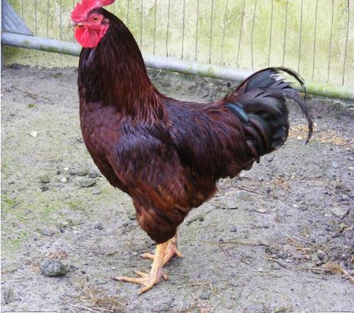  Hewan  aneh Ayam berkaki  dua  Kaskus The Largest 