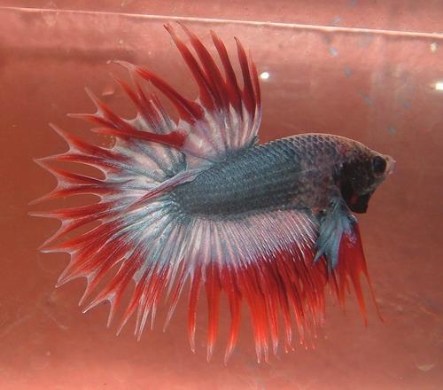 The Six Common Species Of Betta ~ Betta Aquarium King