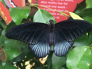 An iridescent blue-and-black butterfly resting on some leaves at a zoo exhibit.
