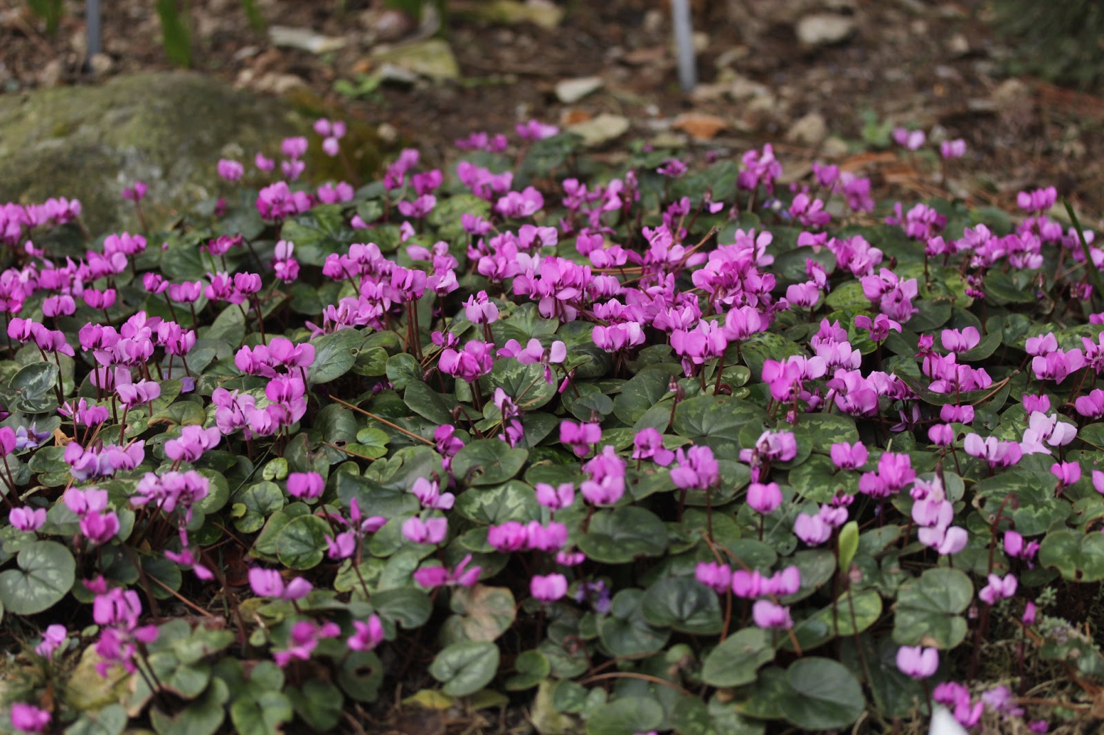 Cyclamen coum - Eastern sowbread | Travaldo's blog