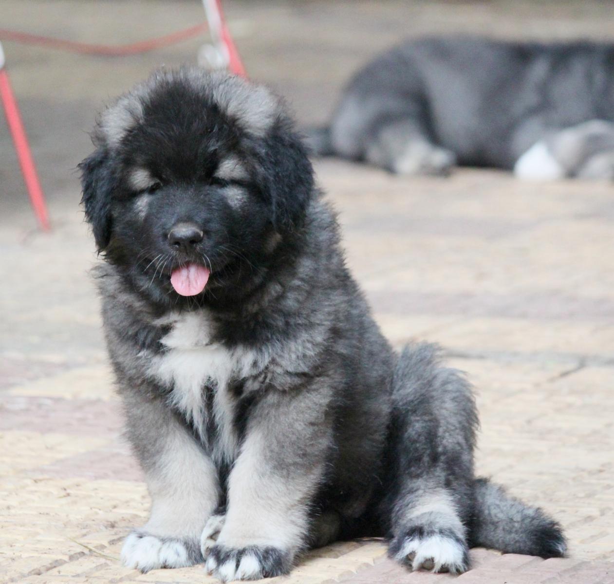 caucasian shepherd dog for sale