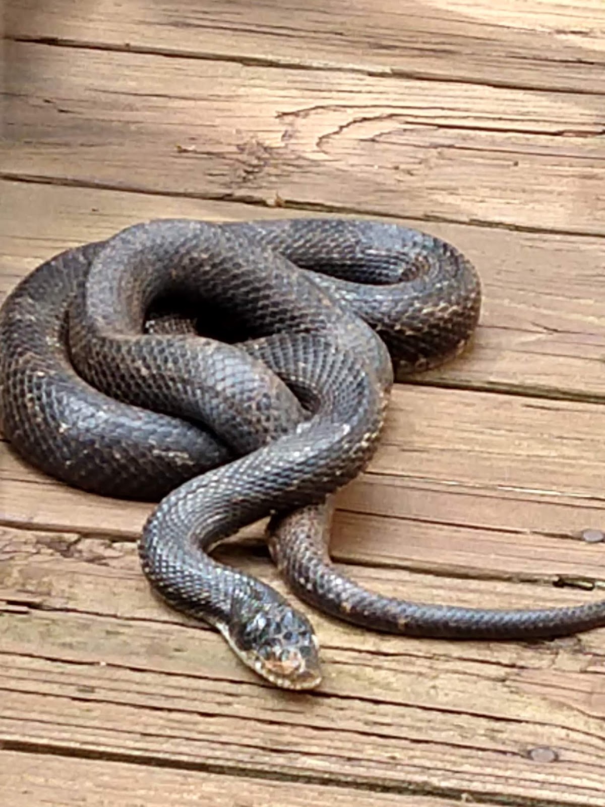 First, You Need a BIG Black Snake (Or How To Grab the Attention of