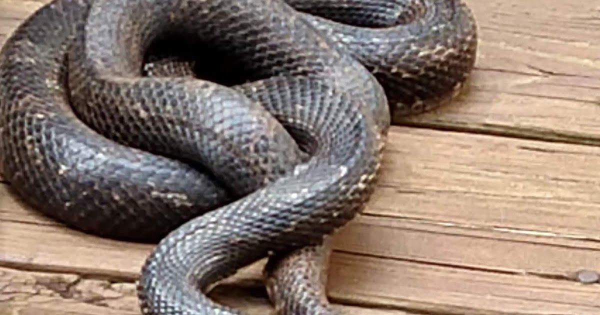 First, You Need a BIG Black Snake (Or How To Grab the Attention of