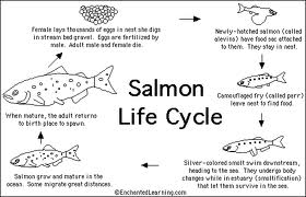 Salmon Life Cycles Worksheets